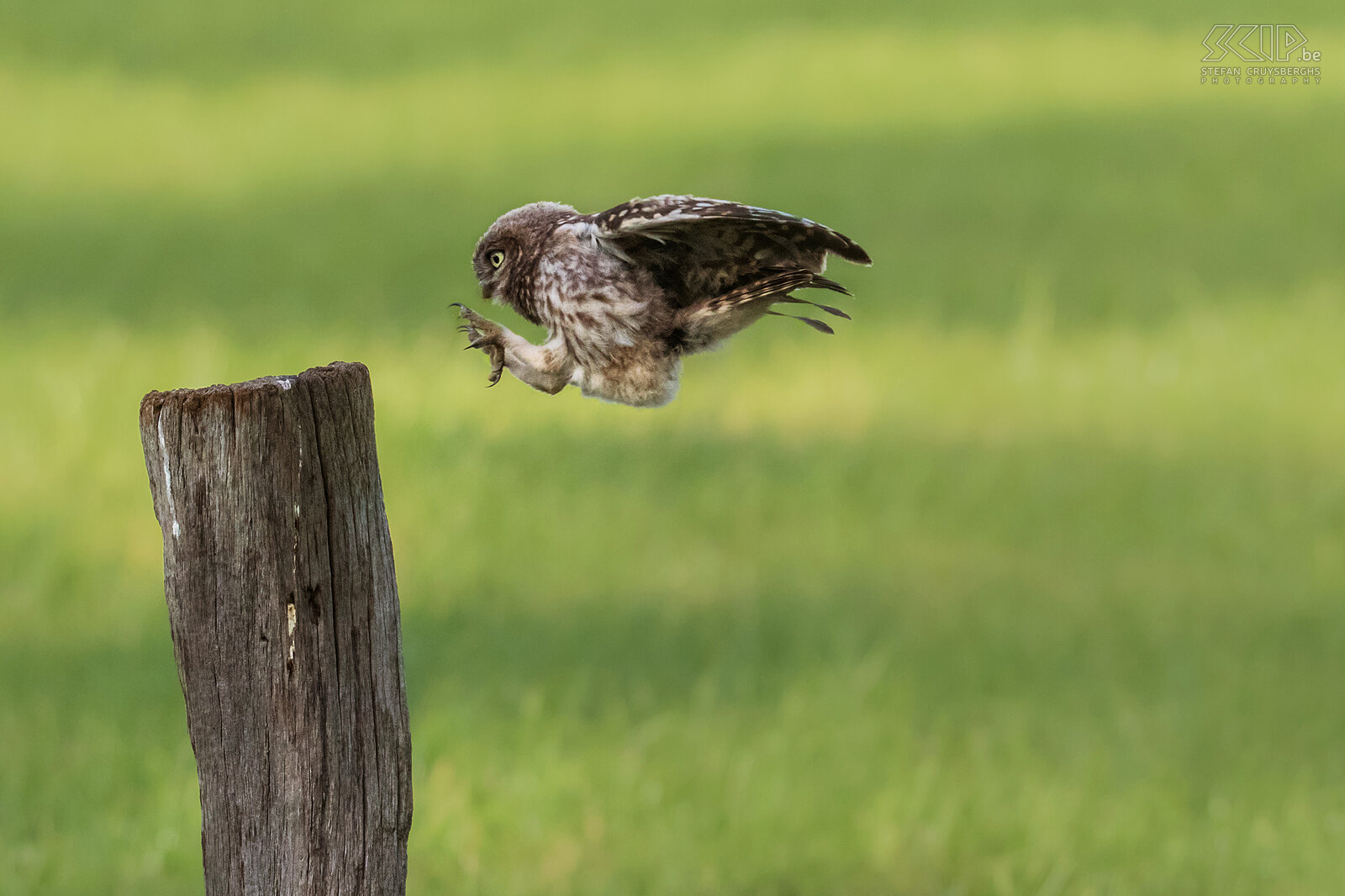 Little owl The little owl (Athene noctua) is one of the smallest owls (21 to 27cm) in the Lowlands. Stefan Cruysberghs